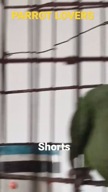 parrot talking short mithu beti shorts viral shorts #shortfeed #viral #viralshort #shorts lovers ❤️ смотреть онлайн