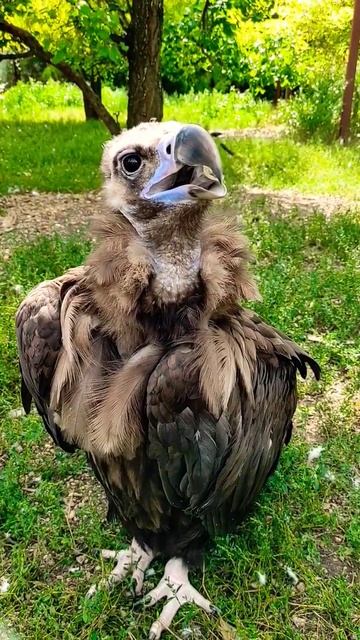 Чёрный гриф (Taigan Safari Park) смотреть онлайн