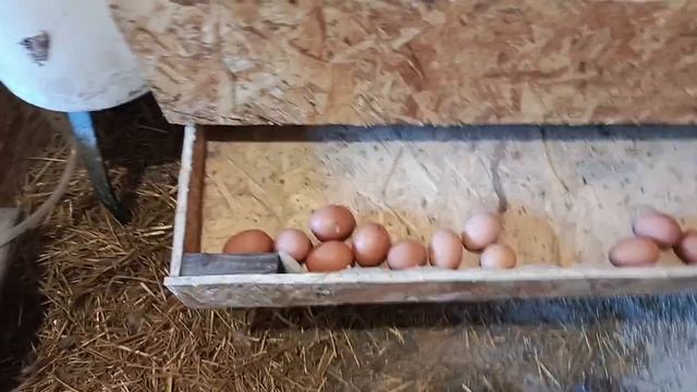Гнездо для кур с яйцесборником.