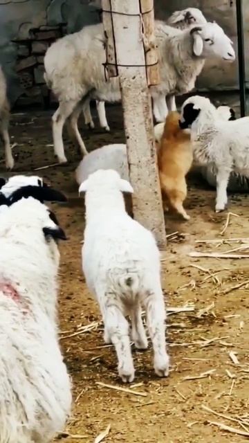 Kucing dan kambing sekandang ⁉️ 😱 😾🐑 #kucing #kambing #hewan #binatang #lucu #funny #penguasa #meme смотреть онлайн