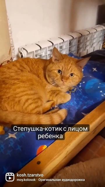 Степушка- котик с лицом ребенка смотреть онлайн