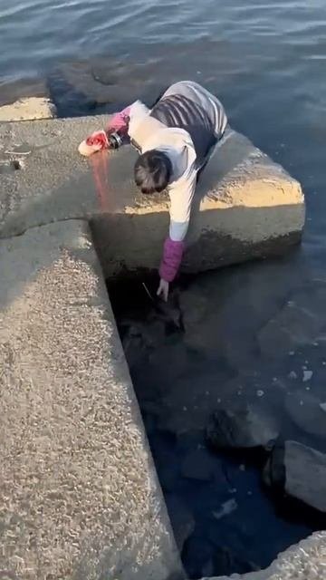 Огромный Лобан на рогатку #fishing #рыбалка #낚시 #carpfishing #паукподъемник