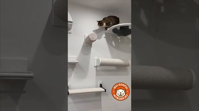 Освоение котодрома