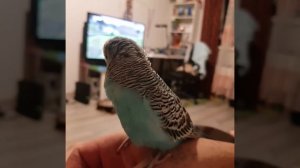 Говорящий попугай Арчи ( Арчик)