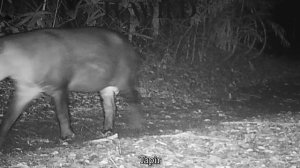 Mayan Jungle | Tapir, Jaguar, Tayra, Ocelot, Armadillo, Peccary, Brocket deer, Birds | Guatemala