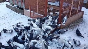 Обзор голубей по мастям, молодняк 2020г.  Олег Костяков