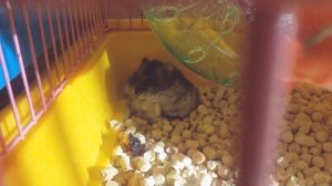 Хомячек отдыхает| Хомяк Стёпа