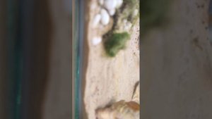 аквариум для радужного краба