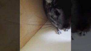 Шиншилла кричит