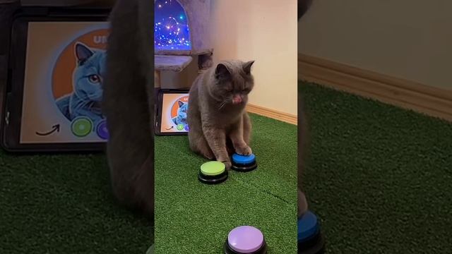 Говорящий кот жмет на кнопки, 🟢🔵 Смешные реакции кота 🤗🥰