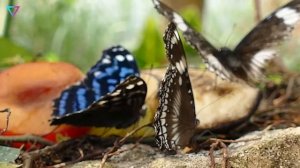 ▽ Удивительные змеи, лягушки, бабочки и другие