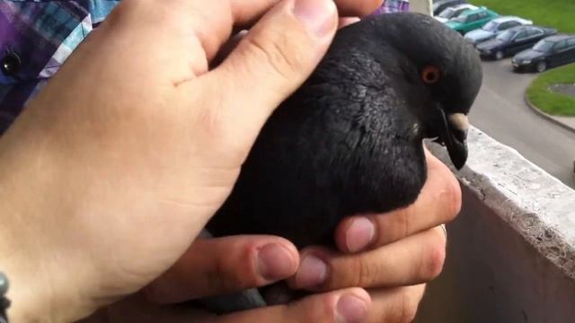 курлык курлык смотреть онлайн