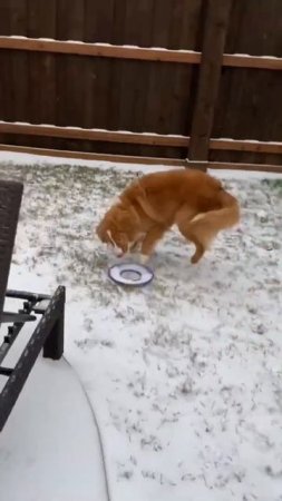 Toller Puppy’s FIRST SNOW DAY!