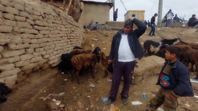н ШАХРИТУЗ МОЛ БОЗОР КУЙ КУЗИ ВА ЭЧКЙ НАРХЛАРИ.