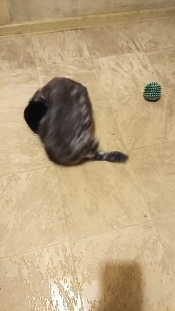 СКАЯ 🐕 охотится за своим Хвостом 😉 смотреть онлайн