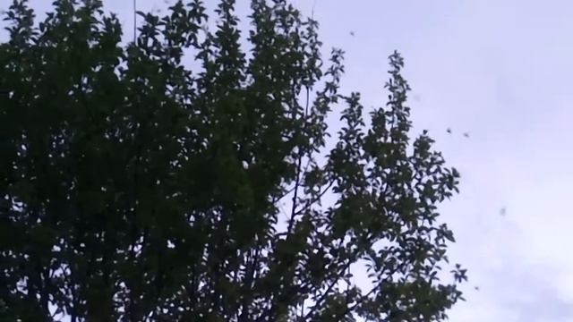 Майские жуки на вписке смотреть онлайн