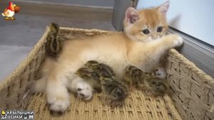 Утята и Цыплята - Кошки и котята - (96) Хвостики да Усики ❣️🤗😍