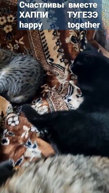 Английский язык Как сказать Счастливы вместе ХАППИ ТУГЕЗЭ hаppy together💜 + английская песня смотреть онлайн