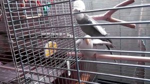 Поет и спаривается))) Белолицые кореллы