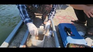 Ловлю карпов и сазанов на удочку снасть херабуна.