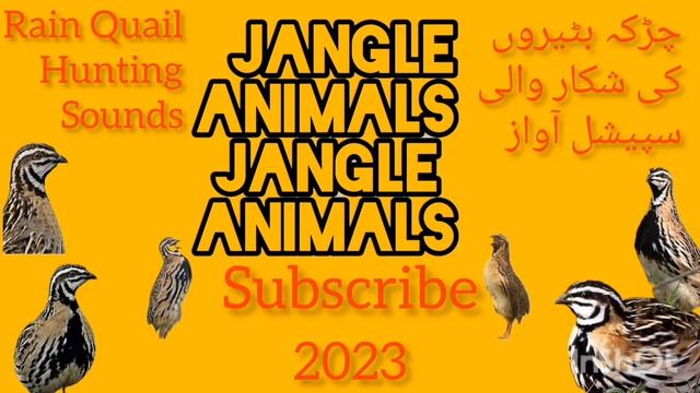 Rain Quail Hunting mix sounds چڑکہ بٹیروں کی شکار والی سپیشل زبردست آواز