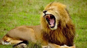 5 Big Cats Sound Effects: Tiger, Lion, Jaguar, Leopard, Puma