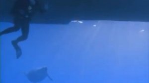 Прогулки с морскими чудовищами