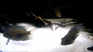 Uaru Amphiacanthoides and Geophagus sp Tapajos tank mates