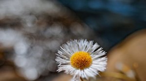 Canon RF 16mm f/2.8 Lens Review: Sample Images and Impressions