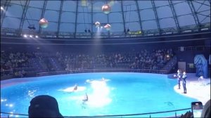 Новосибирский дельфинарий  Цирковое шоу с участием дельфинов