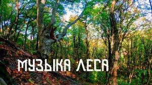 Этническая Музыка Души из Лесной Глуши / Флейта Пимак