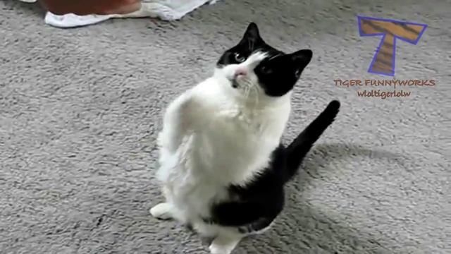 Смешные кошки 2015 V.8 - Funny Cats 2015 V.8 смотреть онлайн