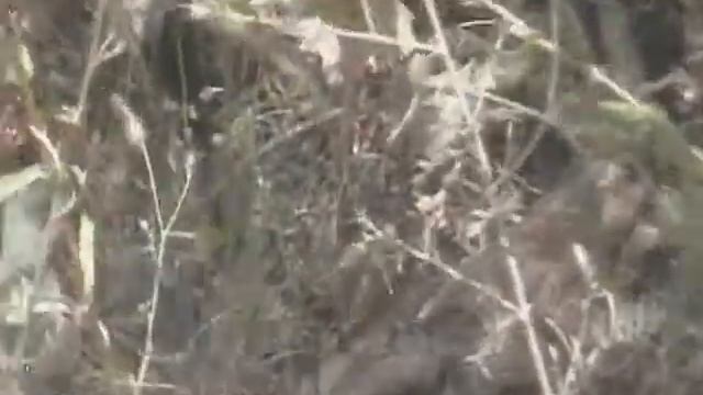 Боривітер і його  пташенята