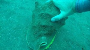 Cassis cornuta, Maui