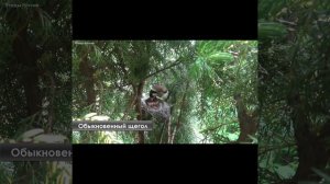 ЩЕГОЛ поёт , как КОЛОКОЛЬЧИК звенит