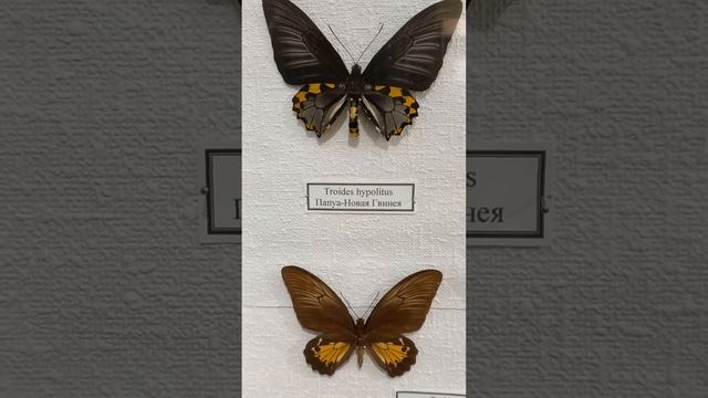 Giant Birdwings butterflies, Papilionidae, in Scientific Natural History Museum, Kyiv, Ukraine