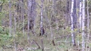 Медвежата с мамой