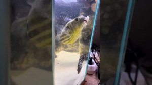 Тетрадон Патя ест креветку