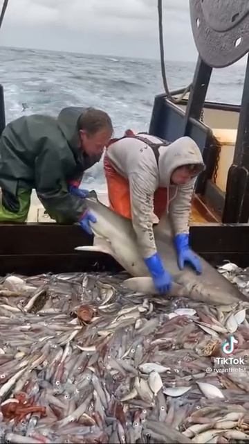 Наглая акула запрыгнула к рыбакам на корабль кушать рыбку смотреть онлайн