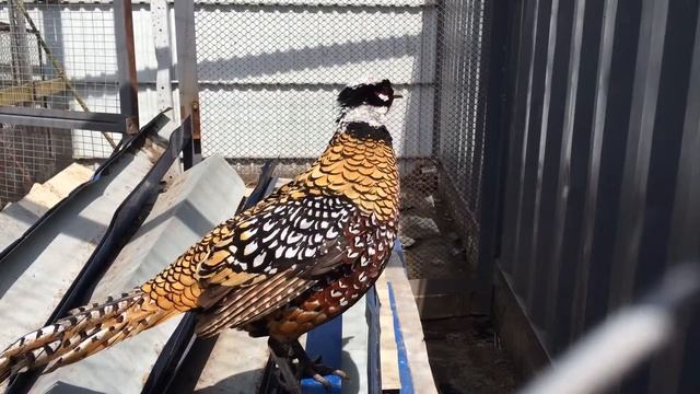 курлык смотреть онлайн