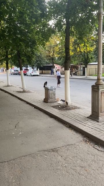 Случай с воронами! Вороны добывают себе еду в городе!