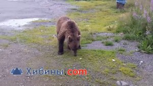 Медведи в Мурманске