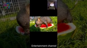 Con heo đất--nhạc thiếu nhi