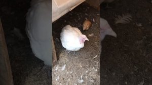 Спаривание индюшек