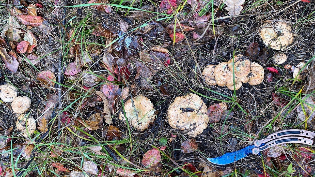 Рыжиков в лесу нет, принимаю вызов! «Бермудский треугольник» в лесу, как я заблудилась смотреть онлайн