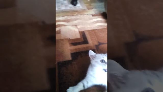 Играю с котёнком смотреть онлайн