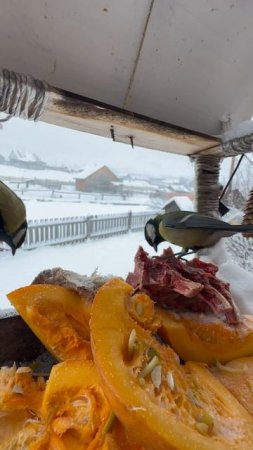 Что выберут #синицы тыкву или мясо? Кормим птиц во время снегопада #алтай