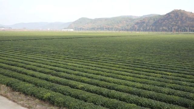 녹차원 사천다원 | NOKCHAWON | Tea plantation and Tea complex in Sacheon [ENG SUB] смотреть онлайн