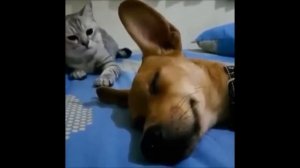 КАК ПУКАЮТ ЖИВОТНЫЕ ЭТО супер веселое видео