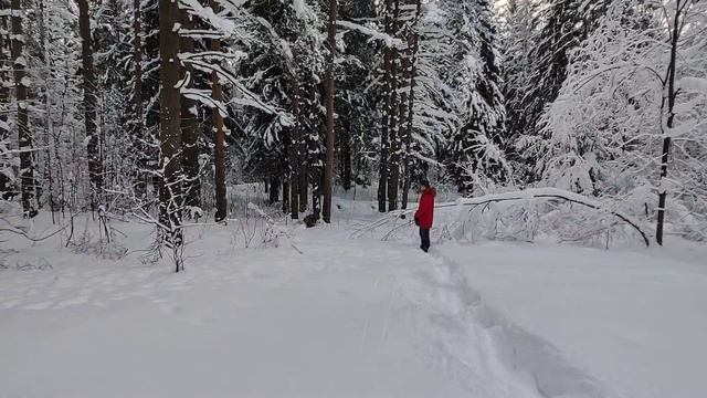 Пушистая собака на пушистом снегу | Fluffy dog on fluffy snow